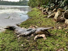 Alligator-like fish with huge jaws and sharp teeth spotted in Singapore — 10,000 miles from its native home
