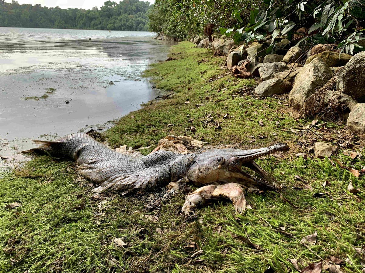 Pesce simile a un coccodrillo con mascelle enormi e denti affilati avvistati a Singapore, a 10.000 miglia dal suo habitat naturale