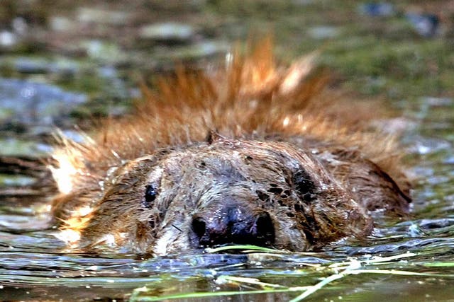 Beavers are being reintroduced to England’s streams and rivers