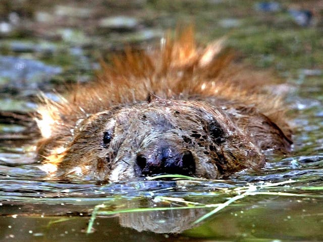 Beavers are being reintroduced to England’s streams and rivers