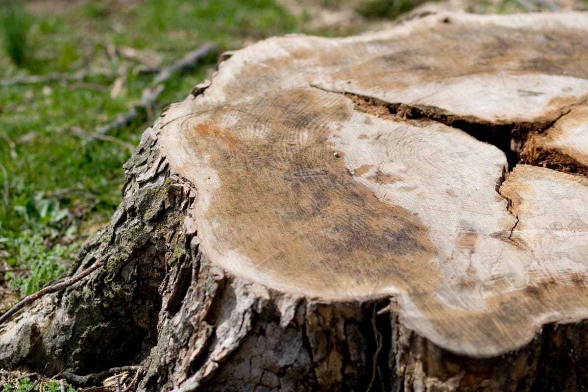 Biomass power: Is the UK’s second-largest source of renewable energy sustainable?