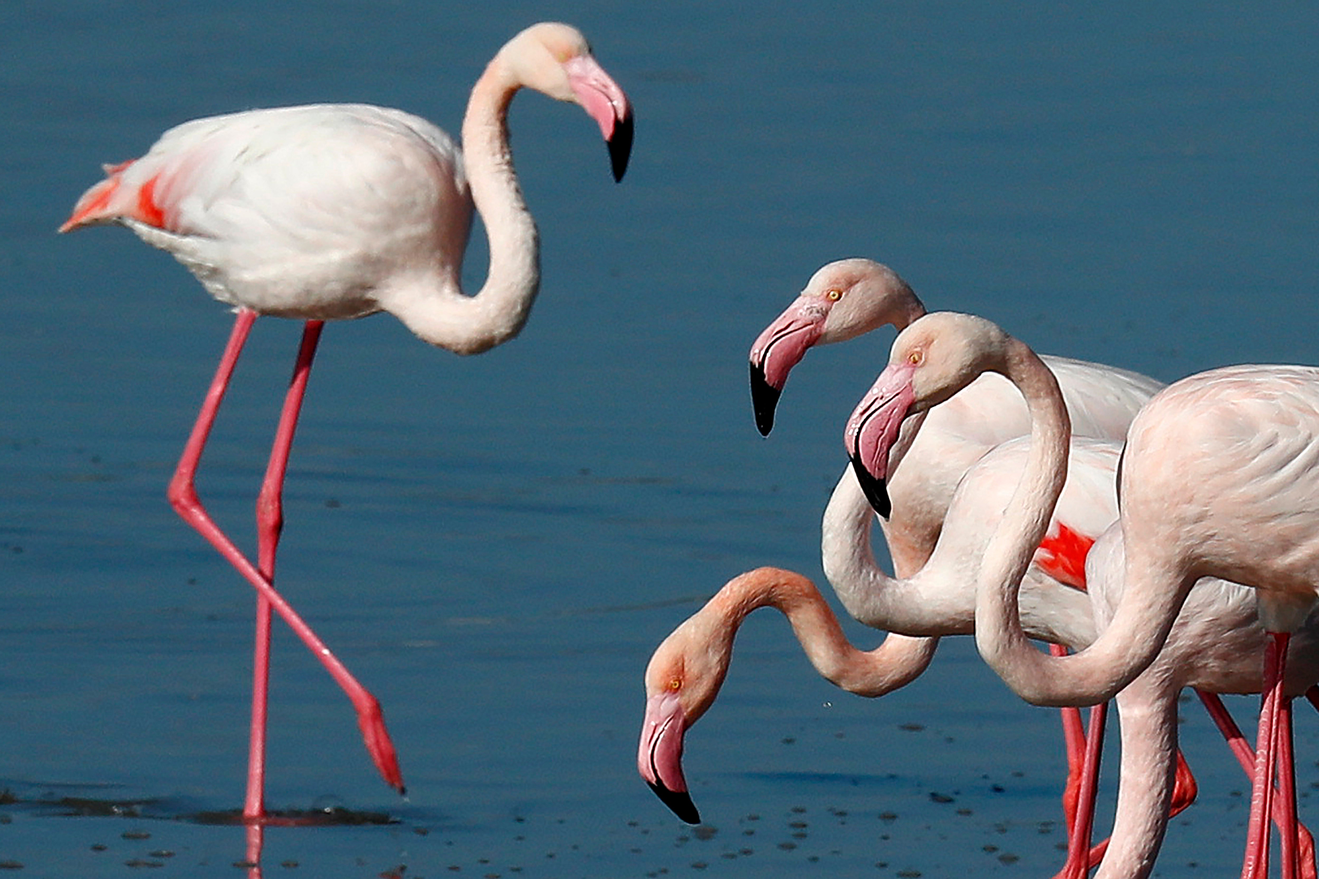 Cyprus Flamingos Salt Lake Lead