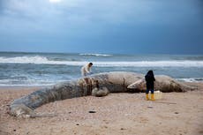 Israel shuts Mediterranean shore after oil devastates coast