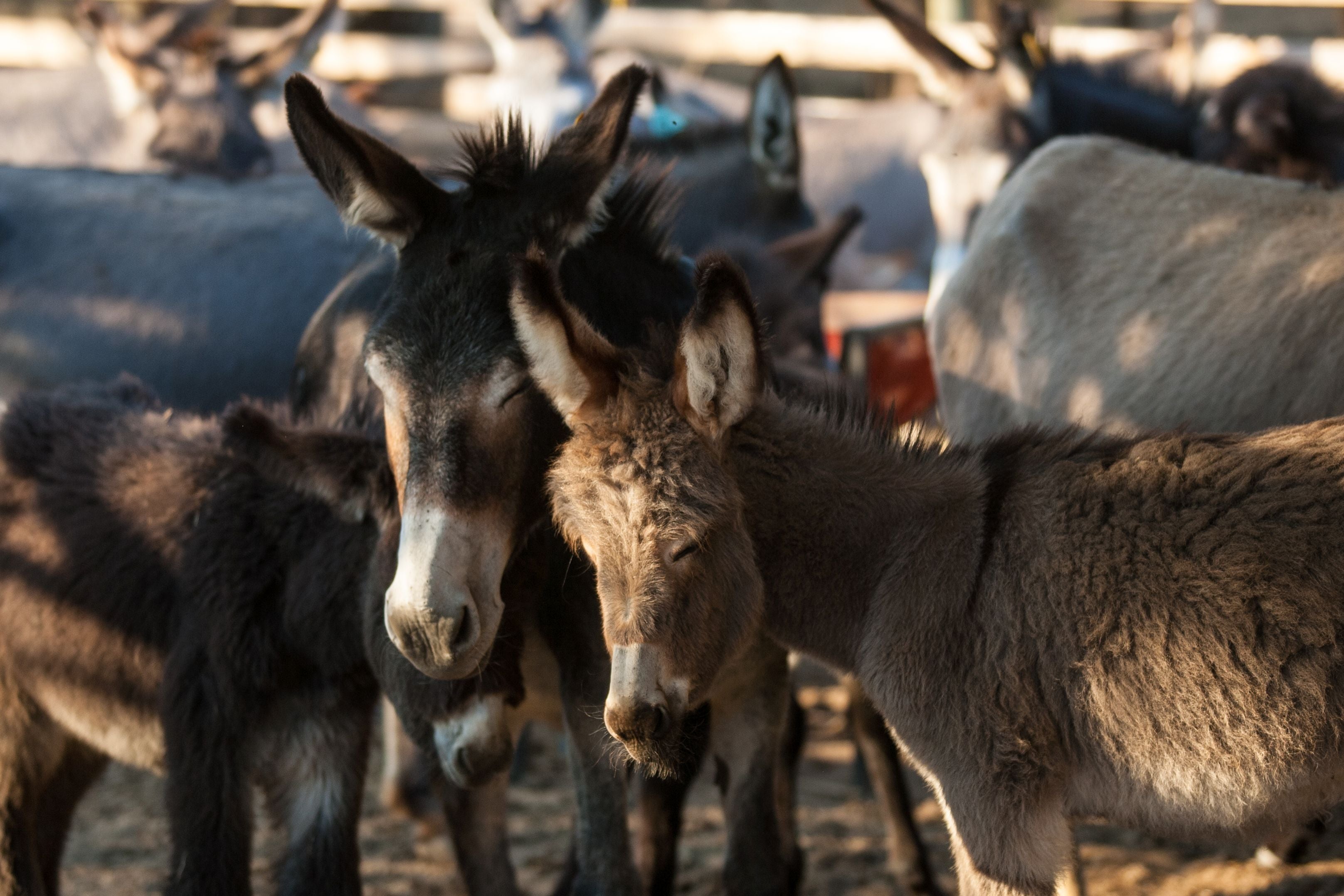‘At the current rate of decline, donkeys would disappear completely from large parts of the world in under a decade’