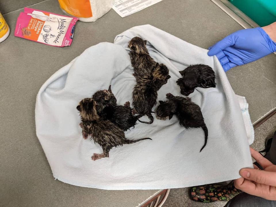 A cat named Sprinkles and six one-day-old kittens were found in the bag