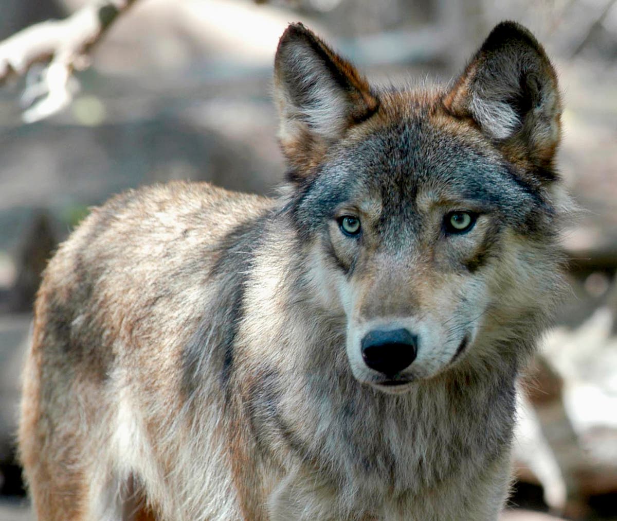 Hunters and trappers exceed Wisconsin wolf kill quota