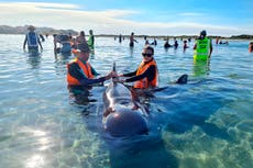 New Zealand volunteers refloat 28 whales in rescue effort