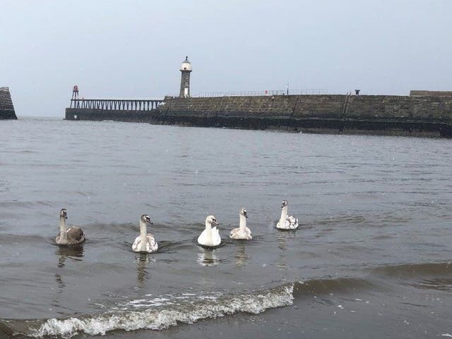 Swans off Whitby Beach