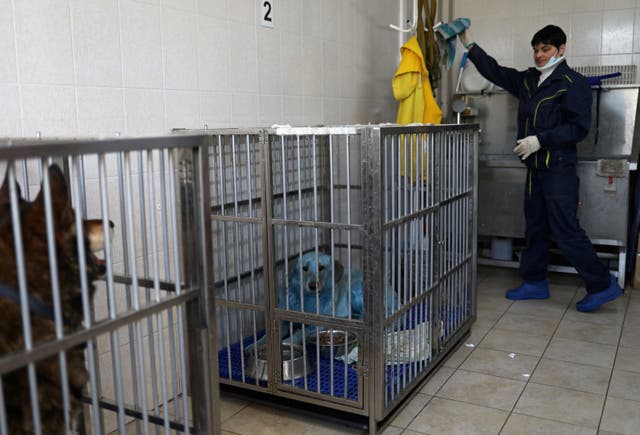 Dogs Dyed Blue And Green By Suspected Chemical Pollution In Russia The Independent Dogs Dyed Blue And Green By Suspected Chemical Pollution In Russia The Independent