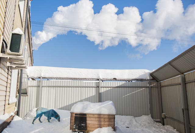 Dogs Dyed Blue And Green By Suspected Chemical Pollution In Russia The Independent Dogs Dyed Blue And Green By Suspected Chemical Pollution In Russia The Independent