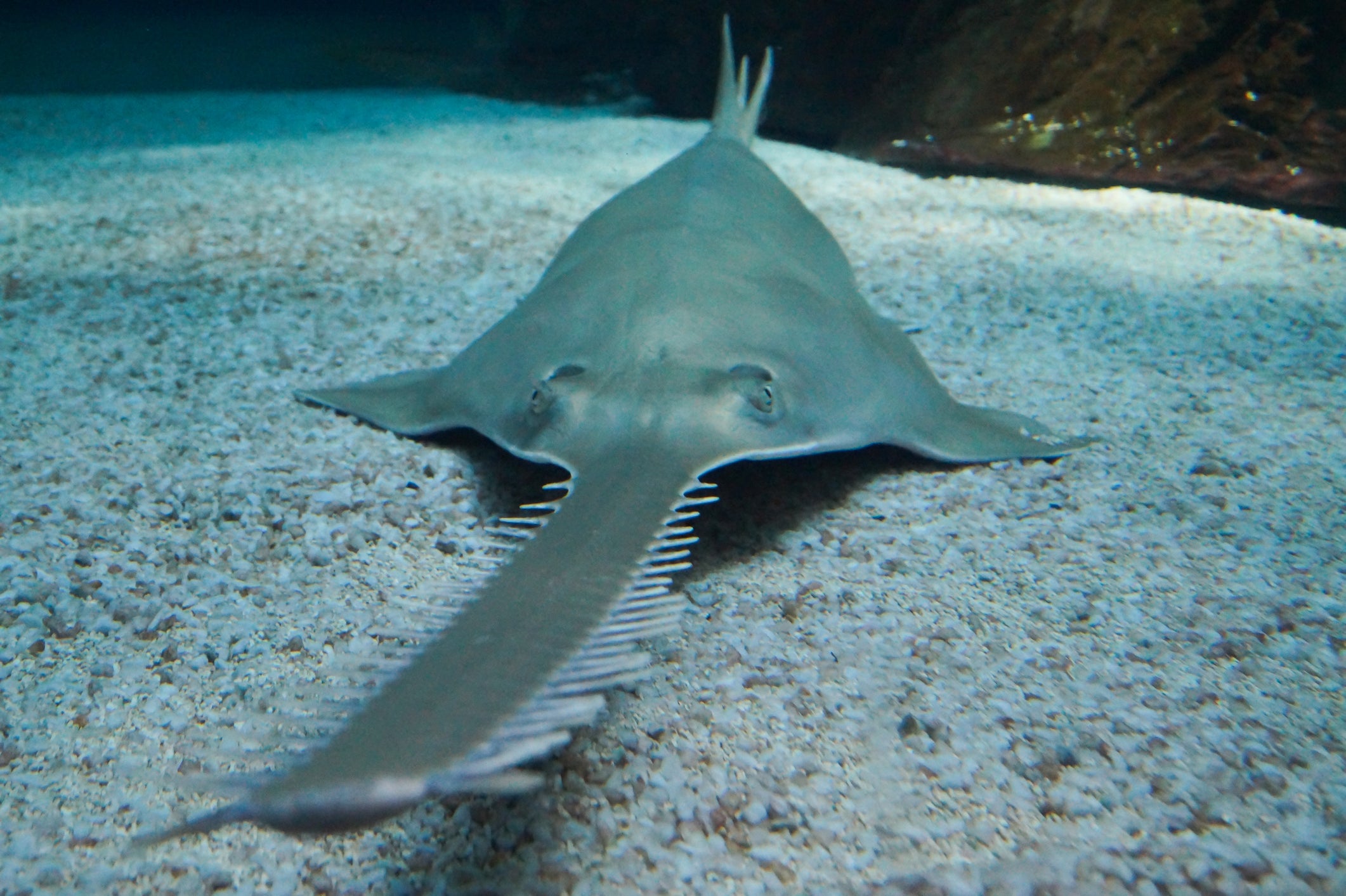 Sawfish are locally extinct in 55 of 90 countries where they were once found