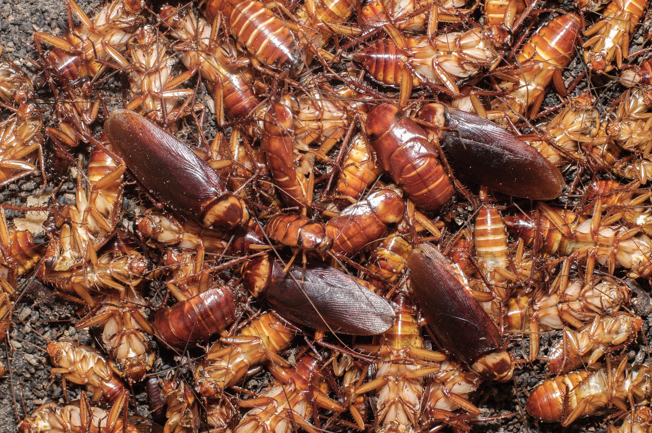 Eating each others’ wings is of mutual benefit to newly mated cockroaches