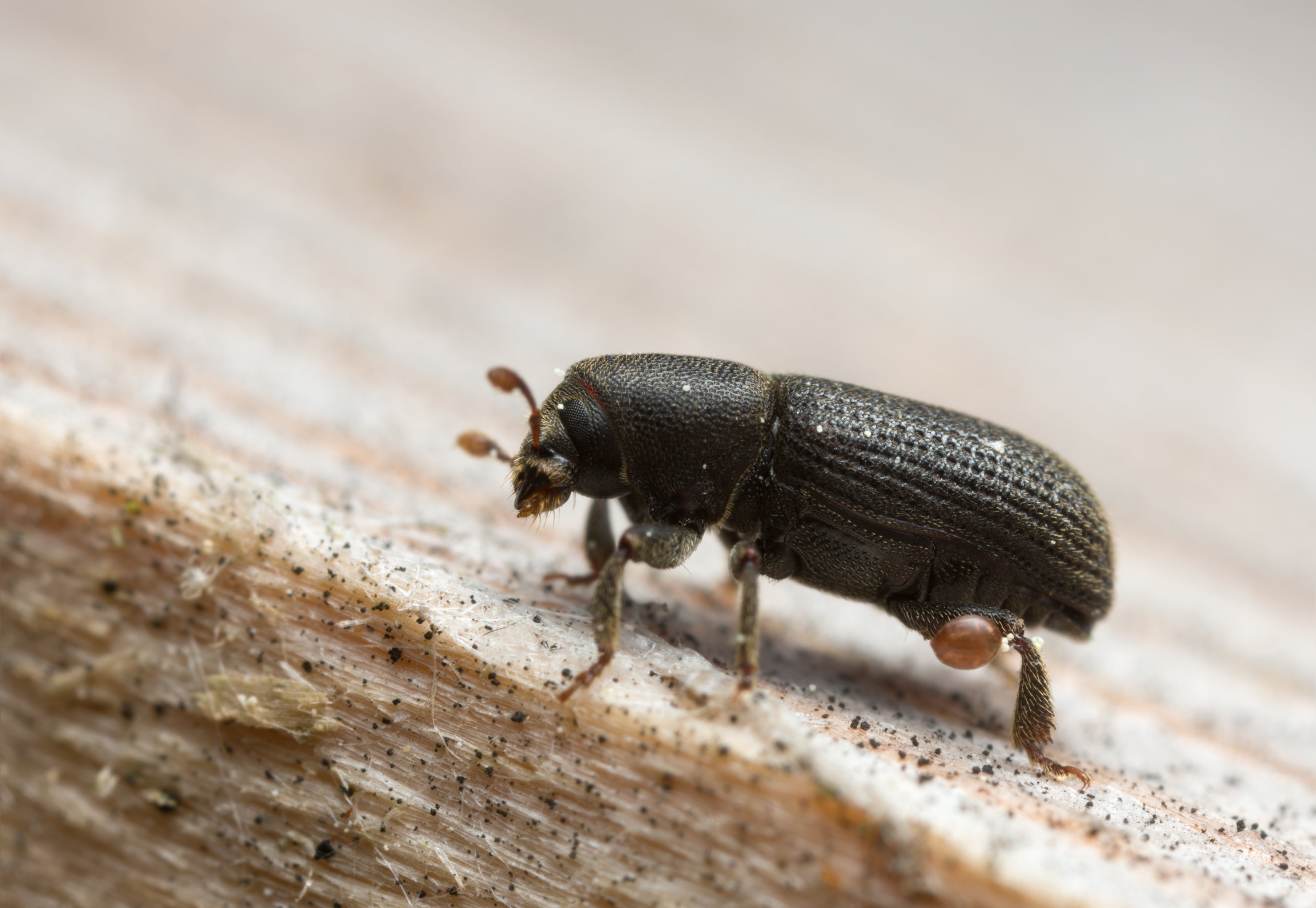 Bark beetles are a pest to forests