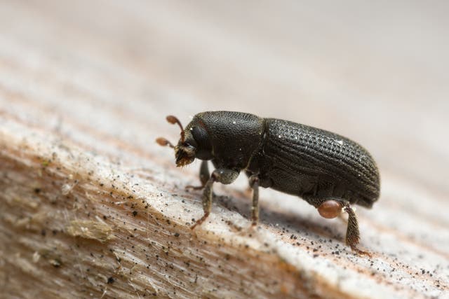 Bark beetles are a pest to forests
