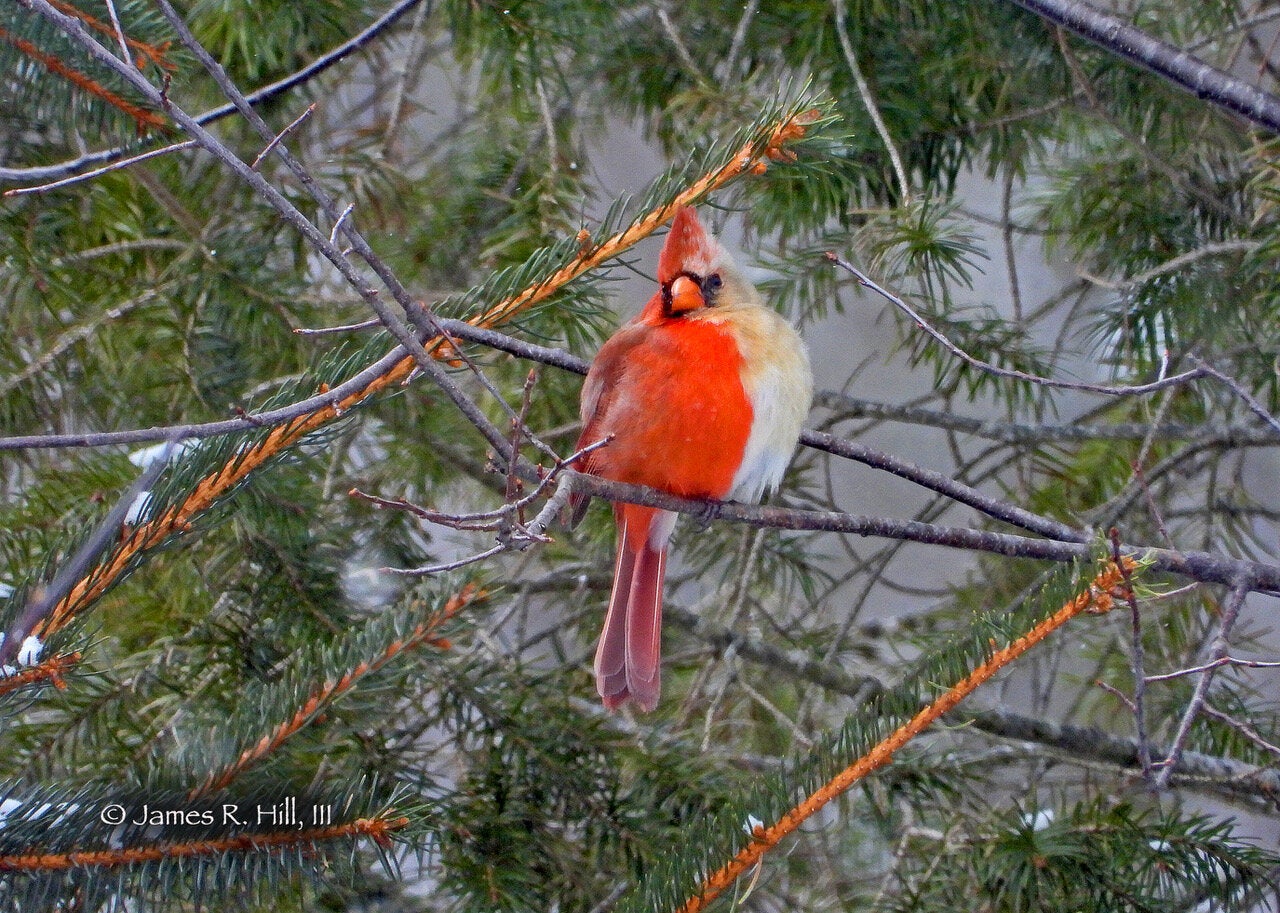 The rare half-male, half-female Northern Cardinal was spotted by birth-watcher Jamie Hill in Pennsylvania on February 20