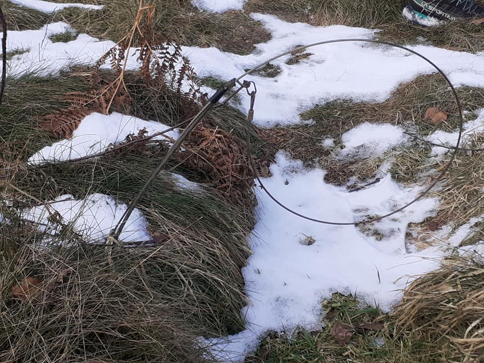 One of the snares near where the dead cat and fox were found