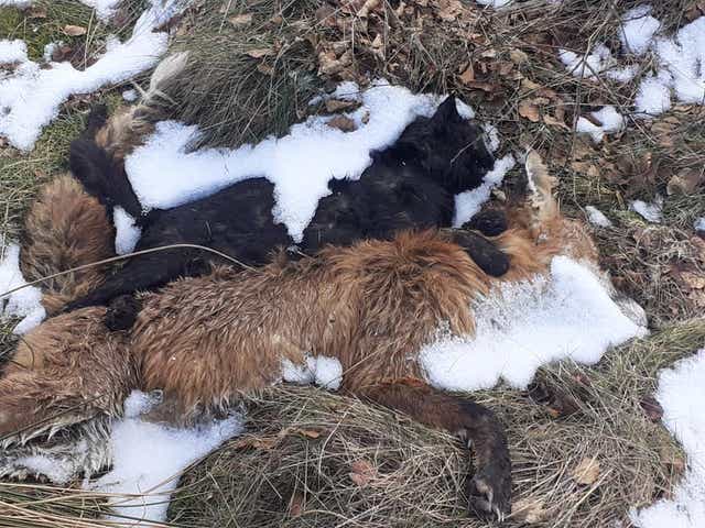 Paul Carman photographed the dead cat and fox after his girlfriend had become entangled in a snare while they were out running 