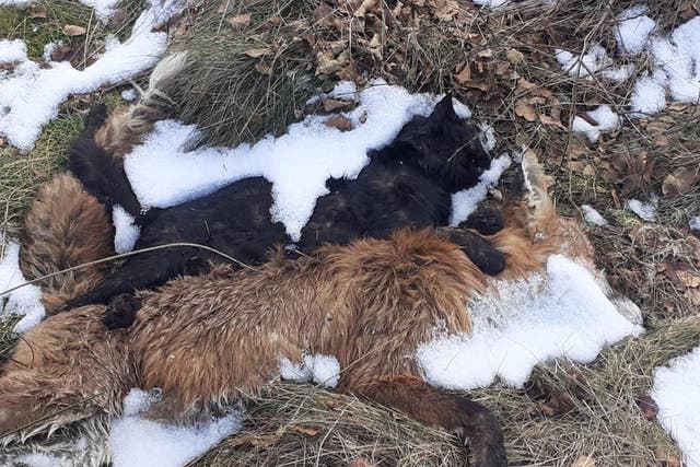 Paul Carman photographed the dead cat and fox after his girlfriend had become entangled in a snare while they were out running 