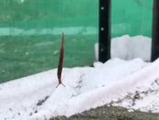 Slug filmed descending from vertical thread of slime in never seen before behaviour, scientists say