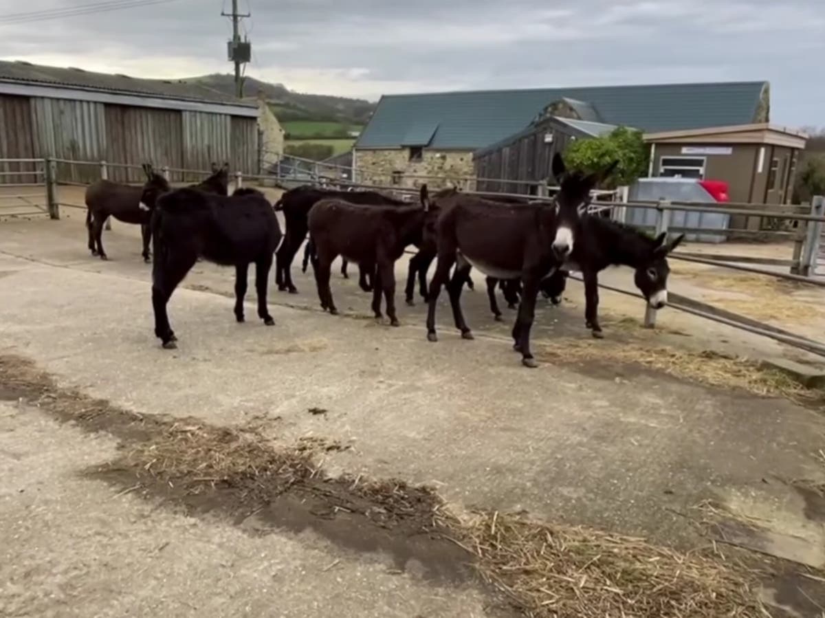 Donkeys arrive on Isle of Wight after Brexit delays hold up rescue from slaughter