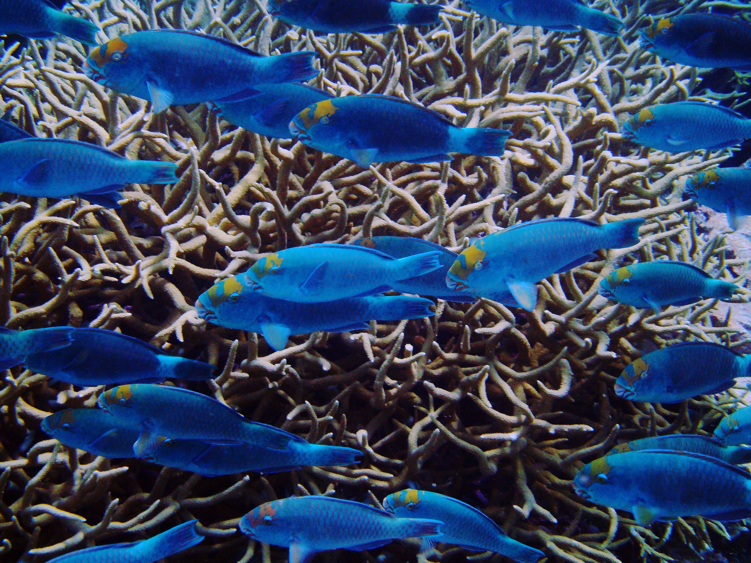 Fishing for Science on Palmyra Atoll