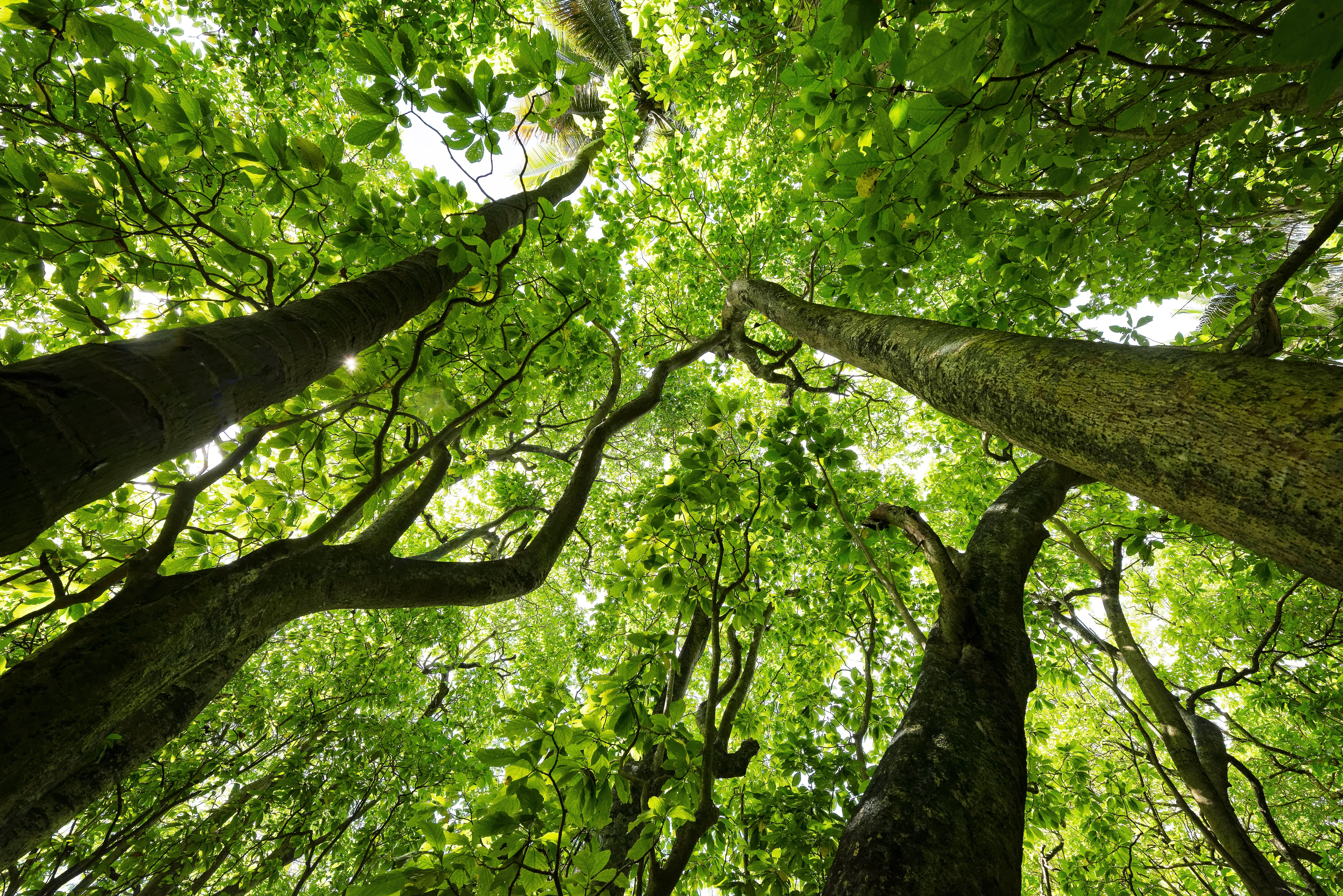 Native Pisonia trees flourished after rats were removed from Palmyra Atoll.