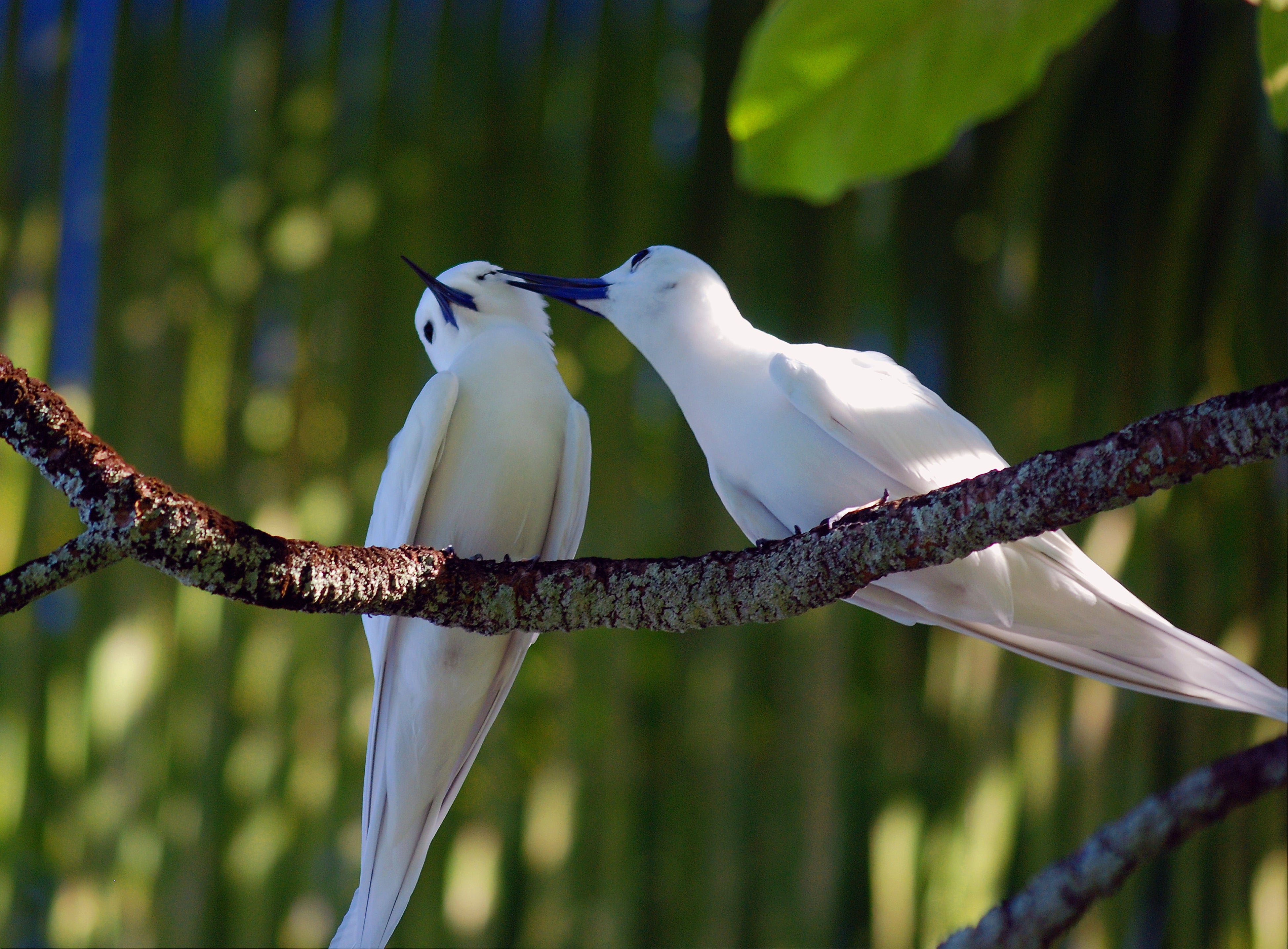 White Terns at Palmyra Atoll.