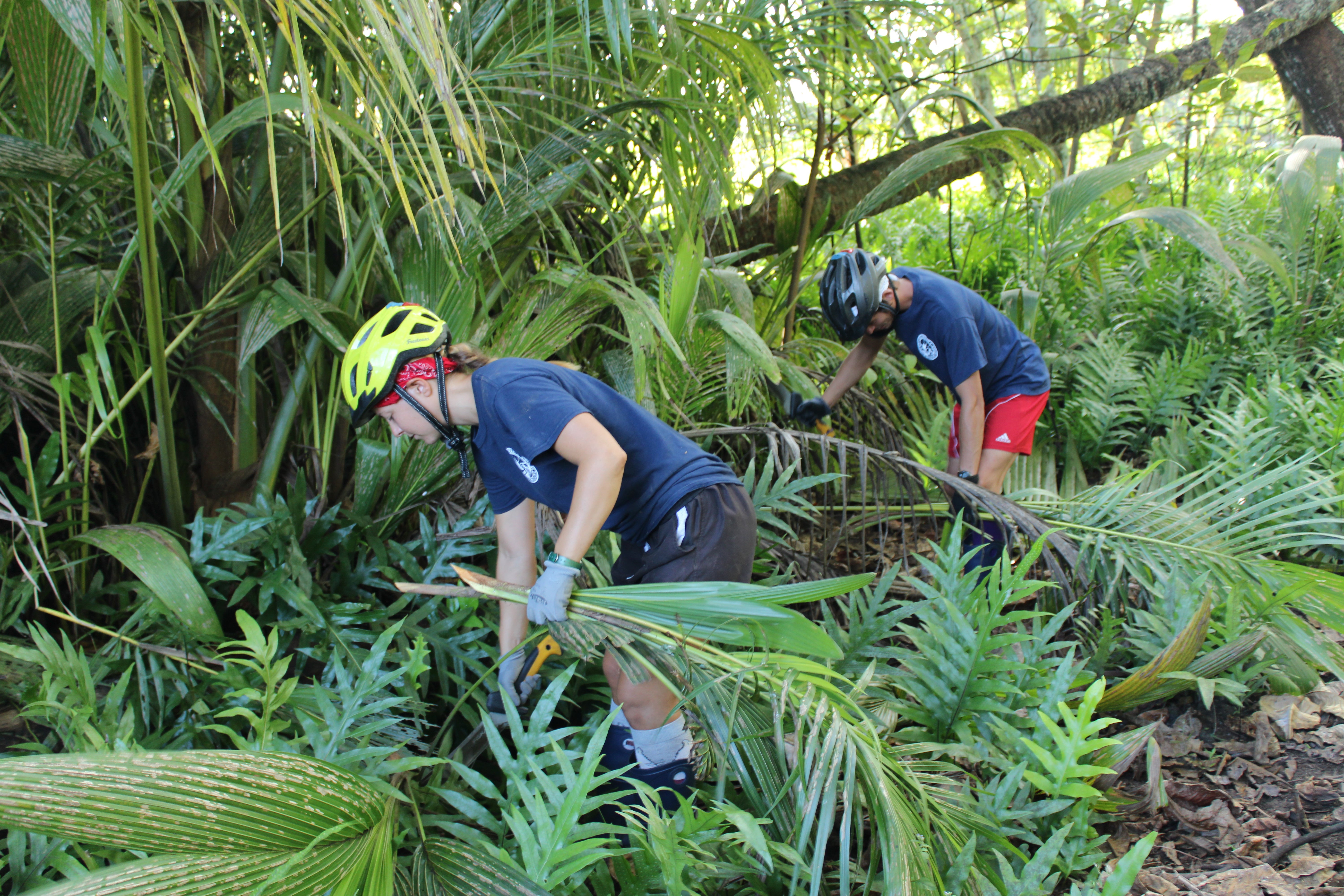 Conservationists remove coconut palms from Palmyra, an invasive species that threw the native ecosystem out of balance.