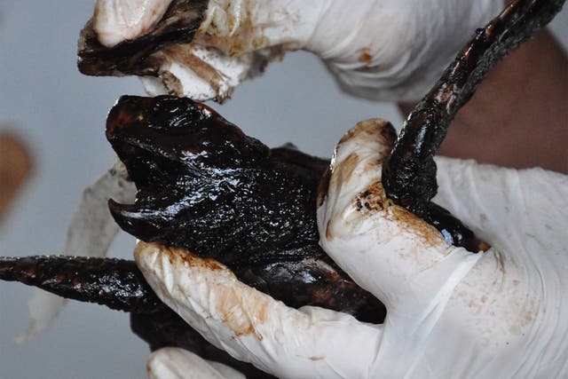 Turtles have been found coated ‘inside and out’ with toxic tar