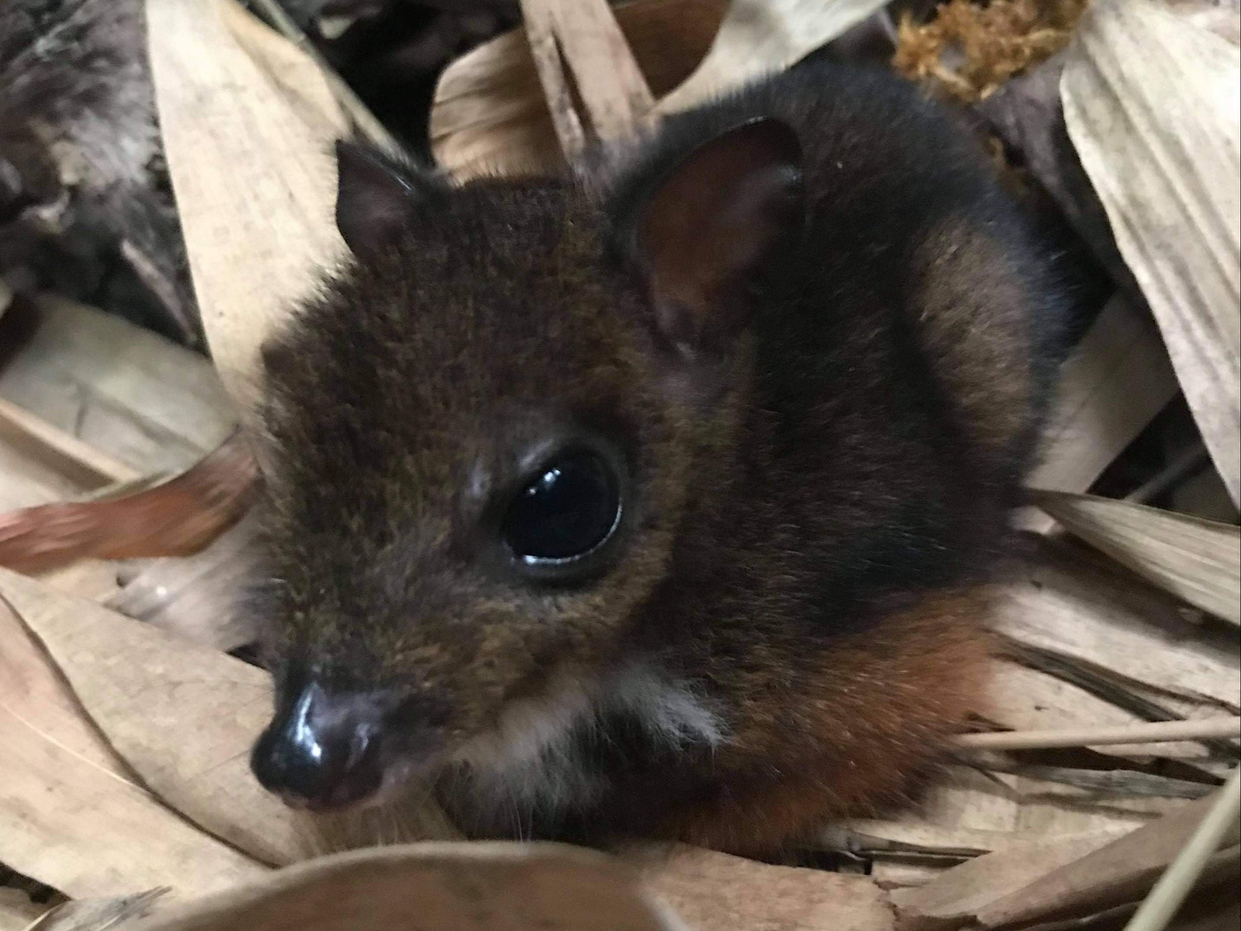 70以上 Dwarf Baby Mouse Deer 208403