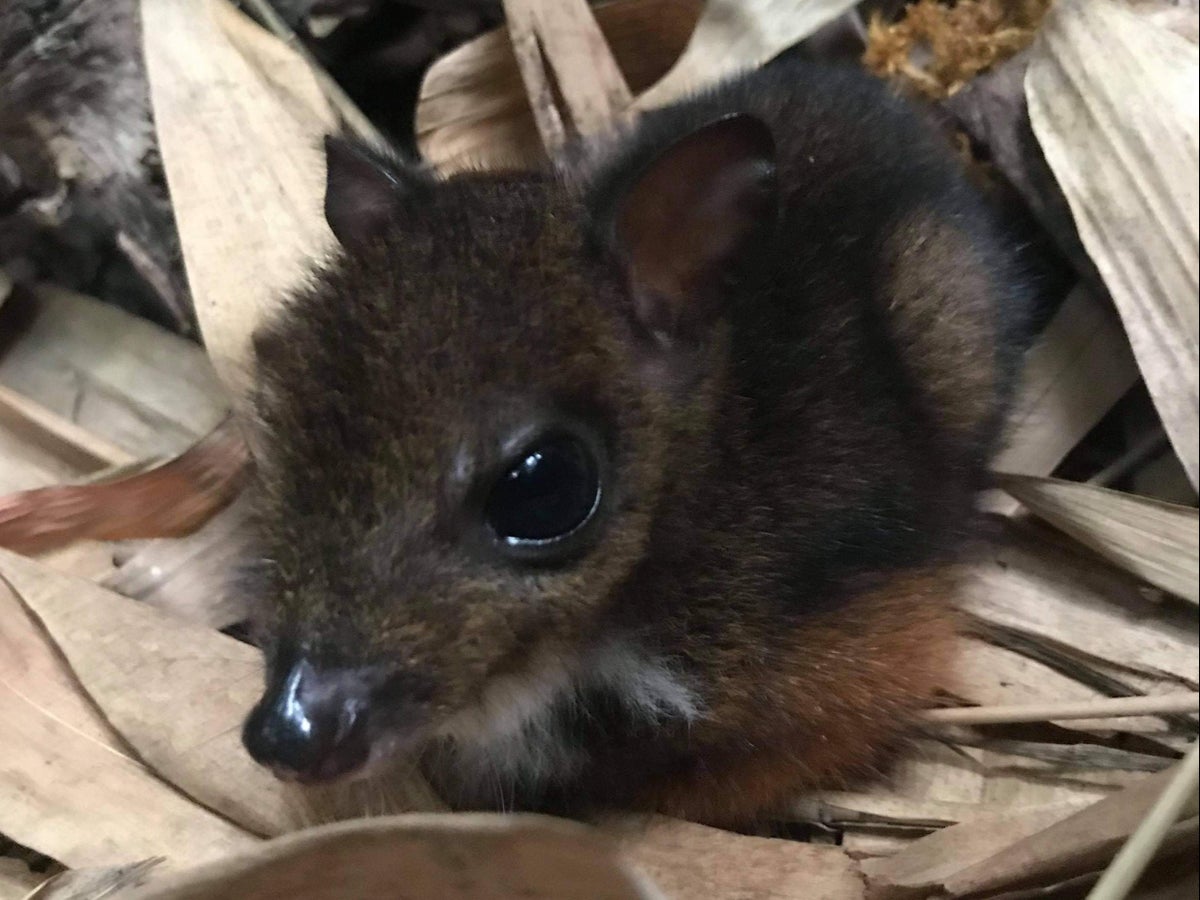 Rare Mouse Deer Born In Uk Zoo Weighing Less Than Bag Of Sugar The Independent