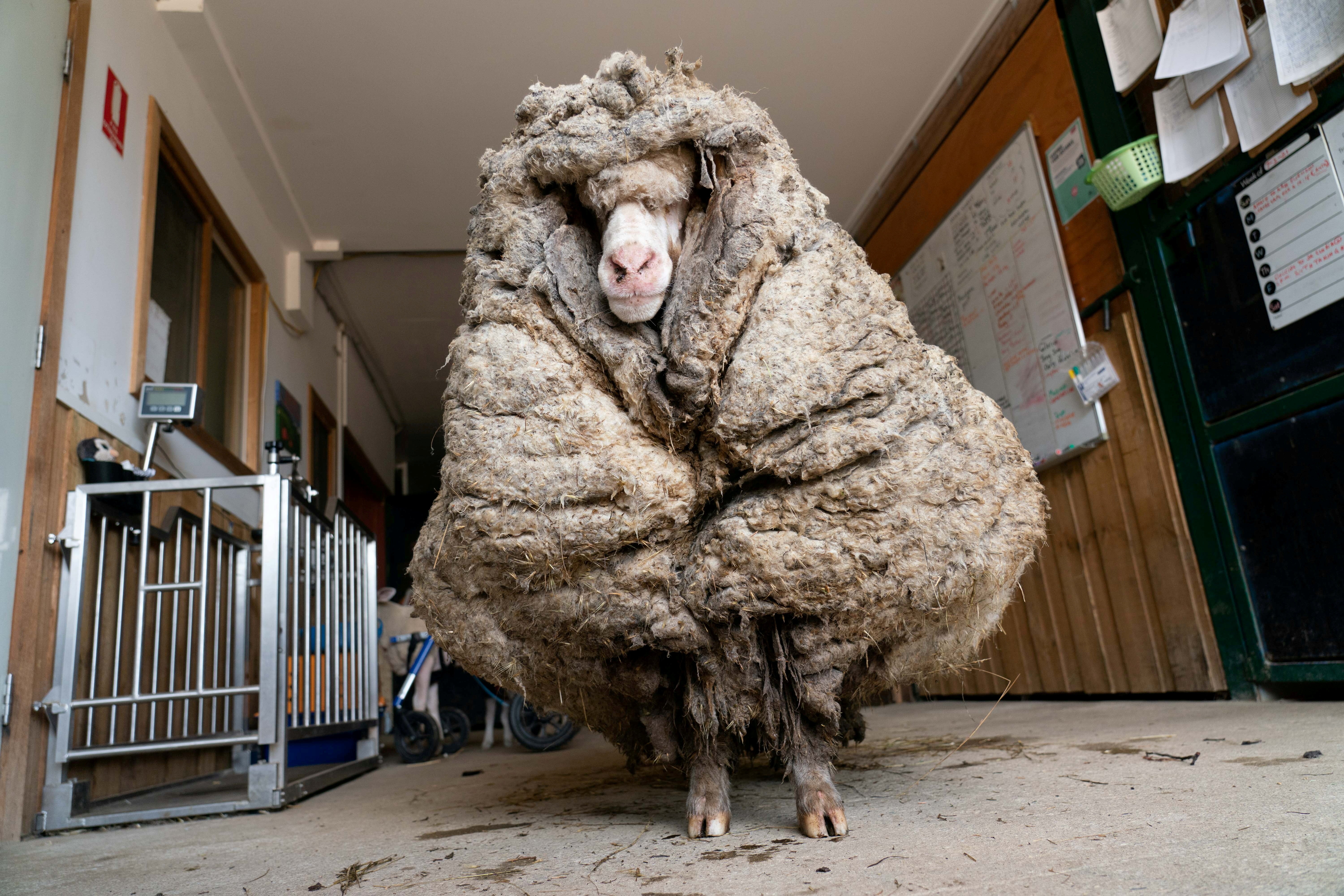 Sheep Baarack is seen before his thick wool was shorn in Lancefield, Victoria