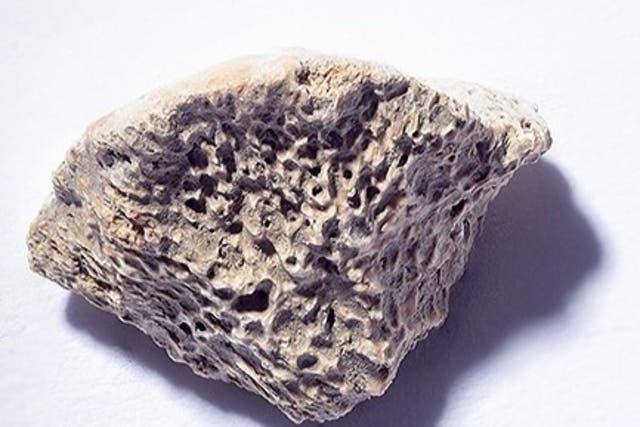 <p>A bone fragment from the femur of a dog thought to have been alive 10,150 years ago</p>