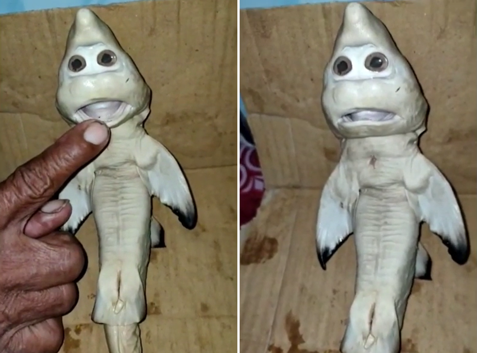 Mutant Baby Shark Caught By Fisherman The Independent