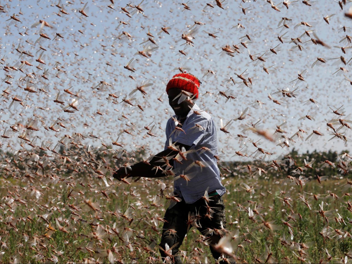 Kenyan farmers make fertiliser and animal feed from locusts amid worst plague in 'decades' - Vimarsana News
