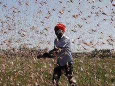 Kenyan farmers make fertiliser and animal feed from locusts amid worst plague in ‘decades’