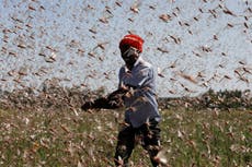 Kenyan farmers make fertiliser and animal feed from locusts amid worst plague in ‘decades’