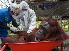 Conservationists release 10 orangutans into the wild in Indonesia