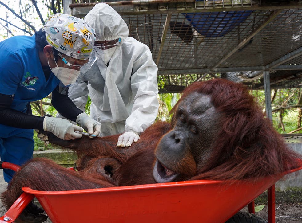 A sedated orangutan in a wheelbarrow ahead of its release into the wild on Borneo, Indonesia