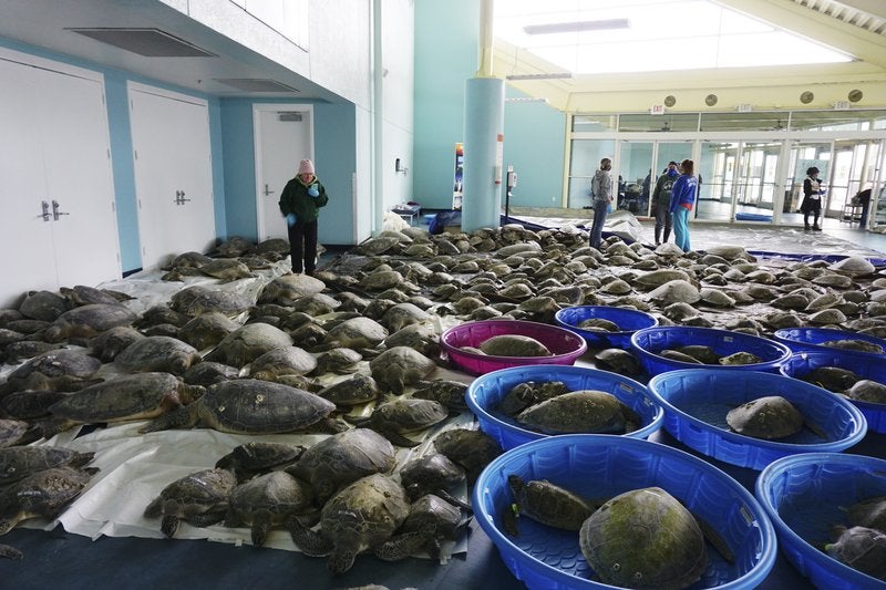 <p>En esta imagen del 16 de febrero de 2021, miles de tortugas verdes del Atlántico y tortugas loras aturdidas por las bajas temperaturas se recuperan en el Centro de Convenciones de South Padre Island, Texas. </p>