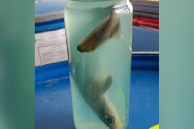 A dead baby shark was confiscated