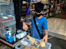 ‘A ticking time bomb’: Commercial wildlife trade in southeast Asia risking future pandemic
