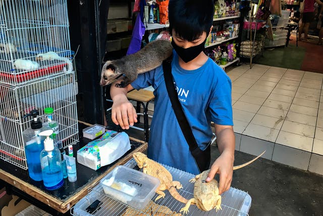 <p>A teenager with iquanas, badger and other animals in Chatuchak market, Bangkok</p>
