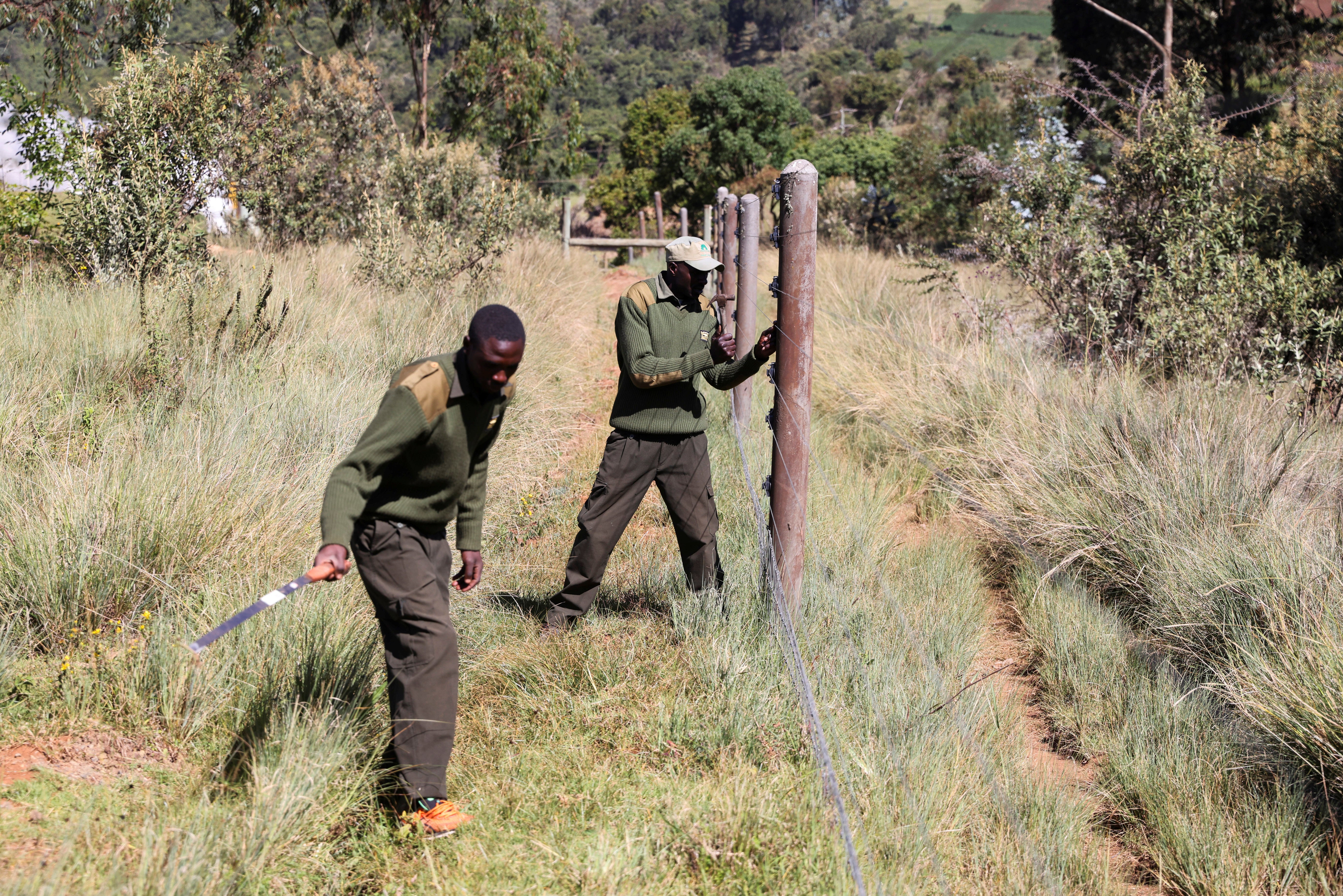 The Rhino Ark Trust has installed 280 miles of fences around Kenyan forests
