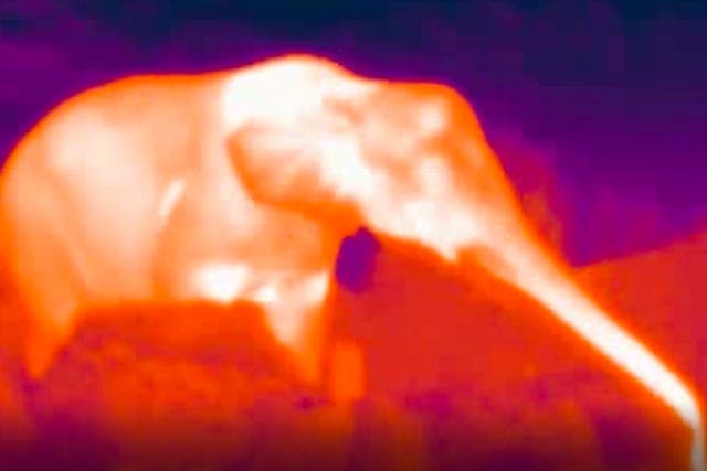 Thermal cameras can detect elephants during the day and night to provide alerts to communities living near elephants