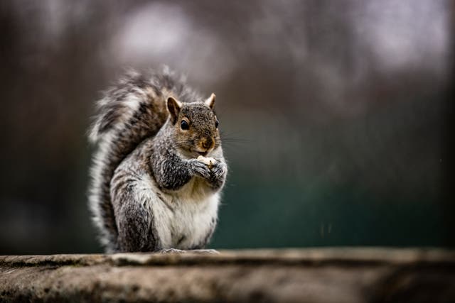 A squirrel eats a nut on a wall on the grounds of the U.S. Capitol on February 11, 2021 in Washington, DC. 