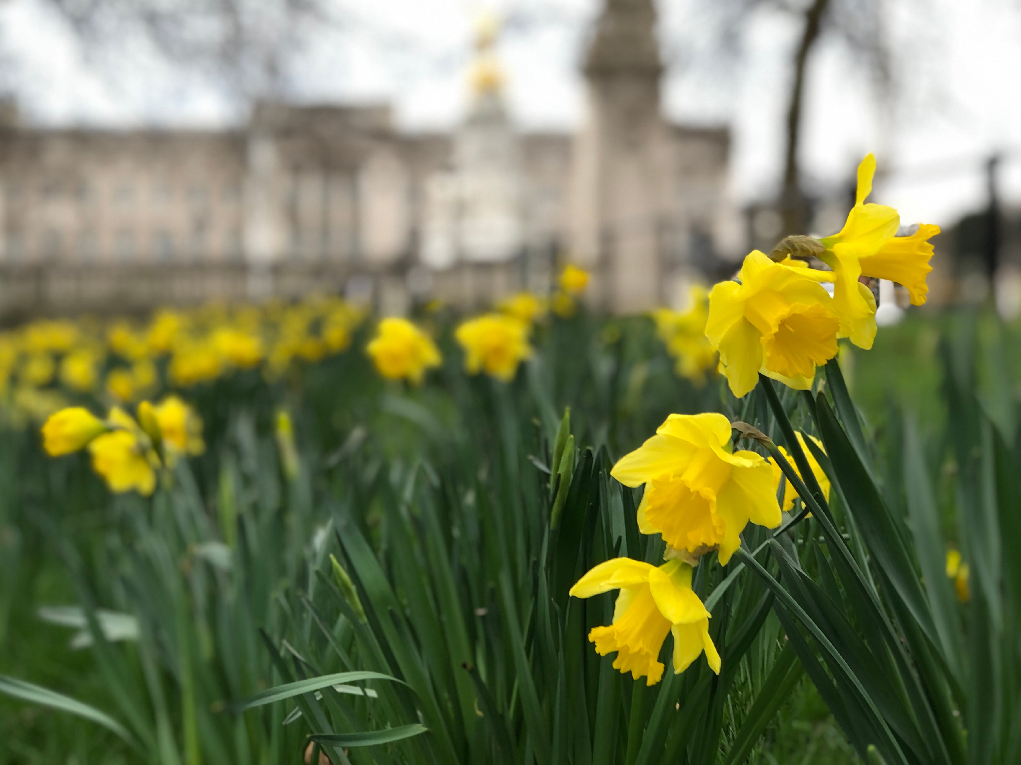 Green shoots? Daffodils outside Buckingham Palace in London