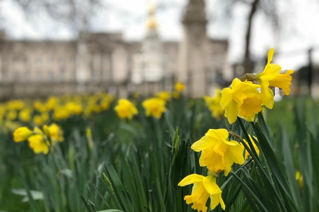 Green shoots? Daffodils outside Buckingham Palace in London 