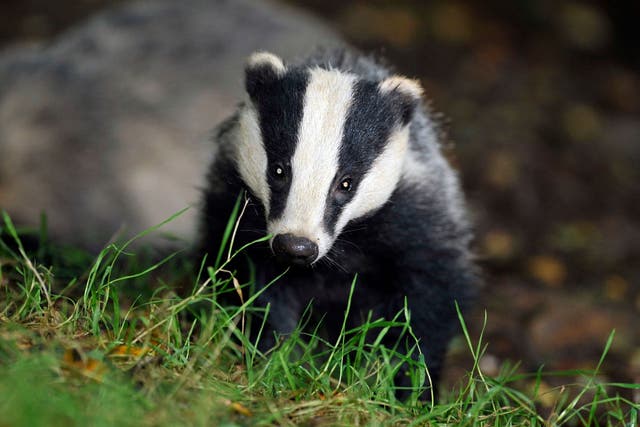 <p>The badger cull has wiped out more than 140,000 animals over the past eight years</p>