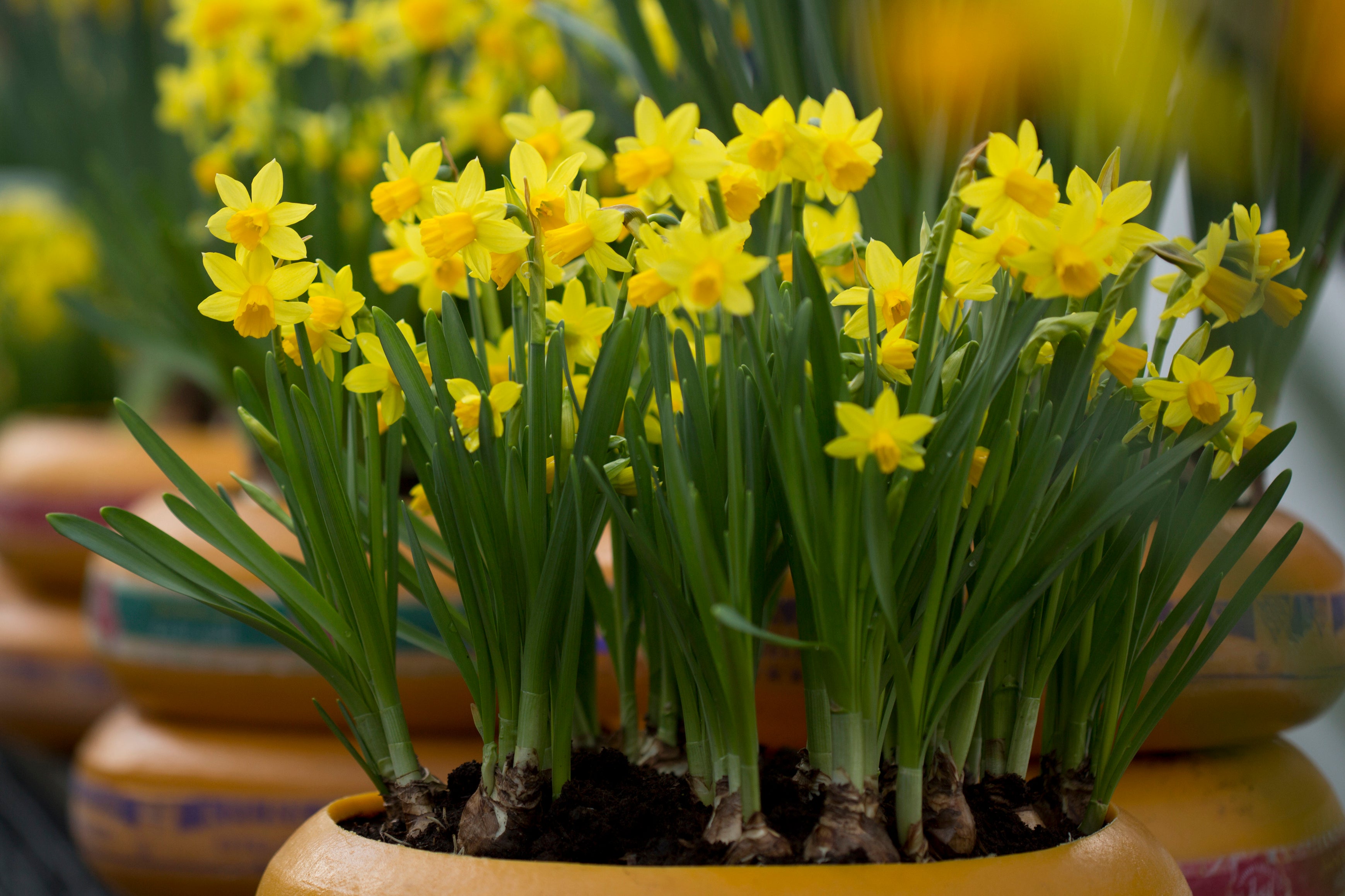 15 Great Types of Daffodils